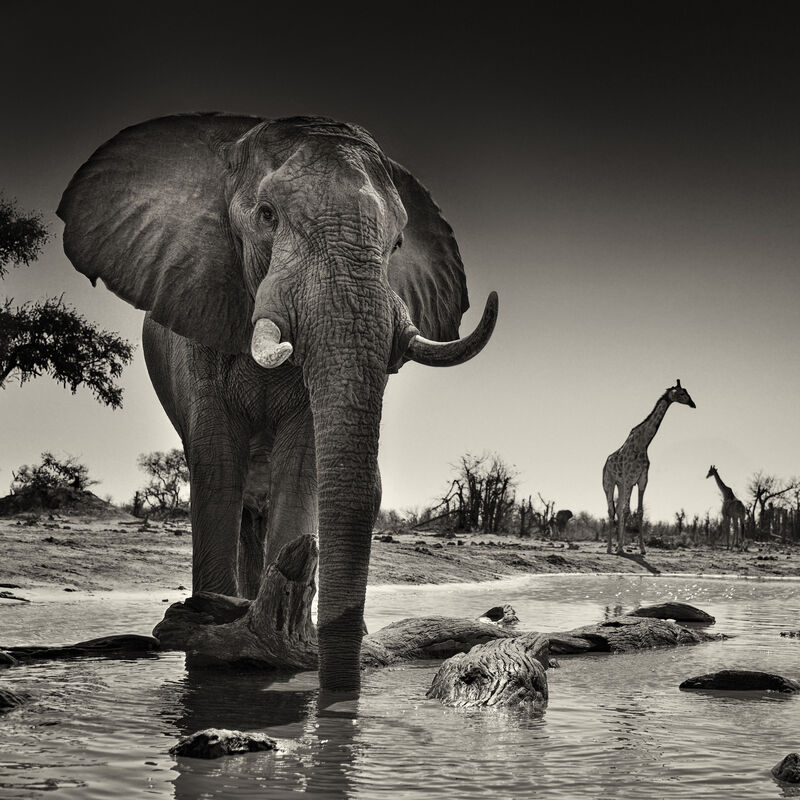 Black Ellie 1 - a Photographic Art by ETIENNE Anne-Marie